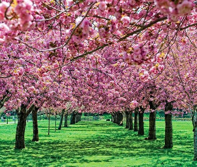 Top 10 Most Beautiful Blooming Gardens In The World 