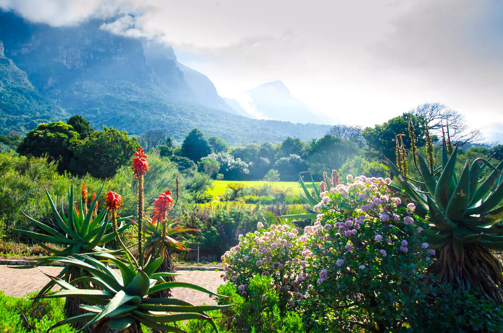 Kirstenbosch National Botanic Garden – Cape Town, South Africa