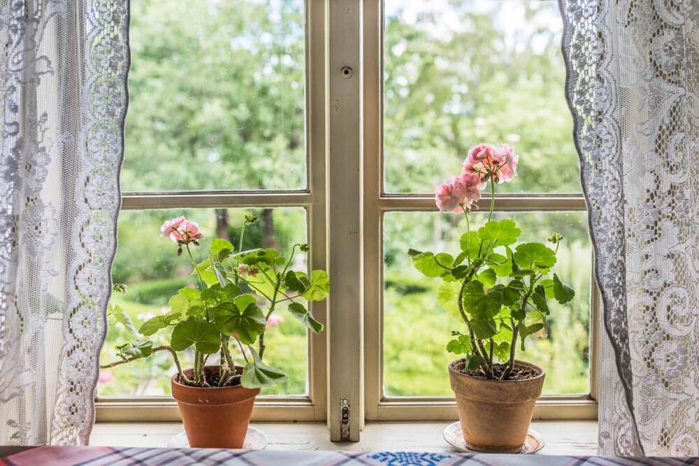 Potted geranium plants on window sill