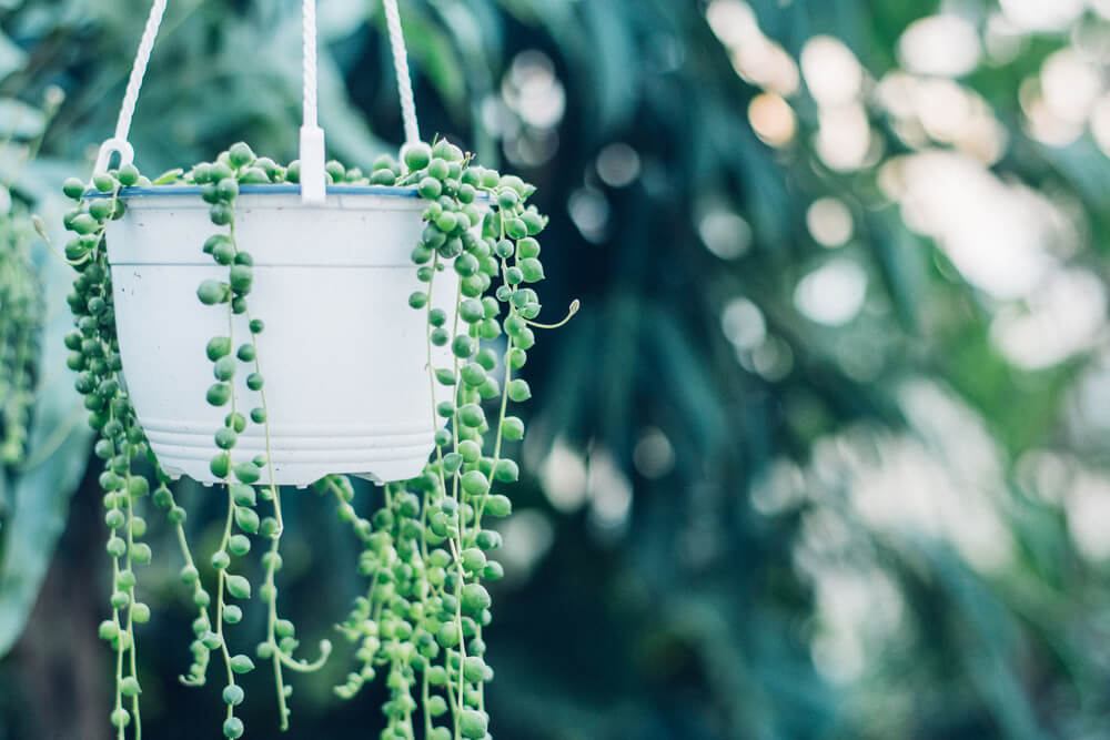 Hanging string of pearls plant