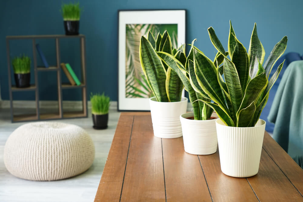 Snake plants in pots on table